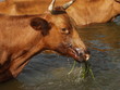 Grazing
