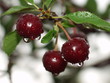 cherry