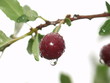 cherry