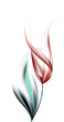 Tulip flower