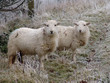 Two young Welsh sheep in frosty field