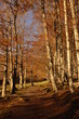 foret