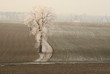 Winterbaum