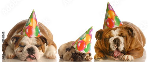 Photo: too much party - three dogs wearing birthday hats too much party - three dogs wearing birthday hats