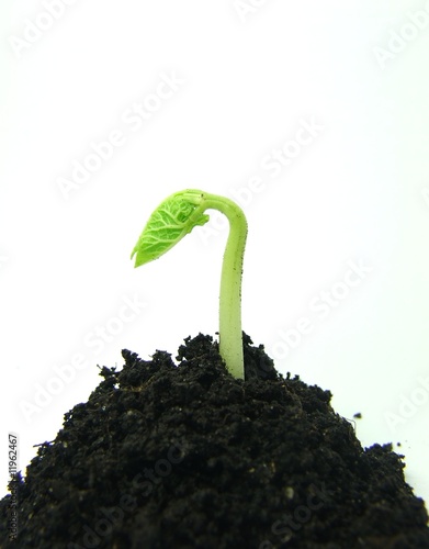 germination of plant. Germinating plant