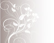 floral blanches et fond gris