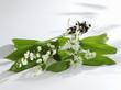 ramsons and lily of the valley
