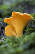 two chanterelles in a wood