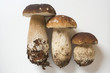 three ceps side by side