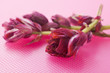 red sage flowers on pink background