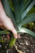 hand pulling a leek out of the ground