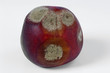 a mouldy peach