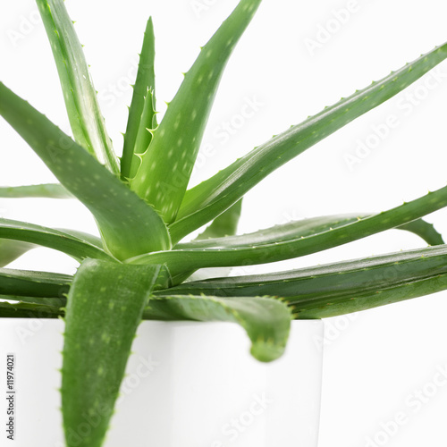 Photo: aloe vera plant aloe vera plant