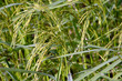rice plant in the field