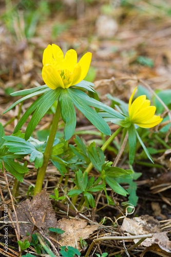 Foto: Winterling, Eranthis Winterling, Eranthis
