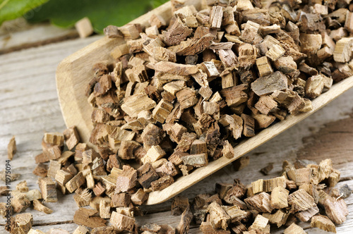 Foto: common oak, chopped bark common oak, chopped bark