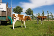 Cow