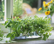 pots of basil, oregano and lemon balm