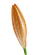 Lily bud