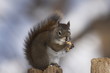 squirel eat a nut