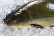 fresh tench on ice