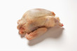 fresh pigeon