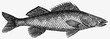 pike-perch (illustration)