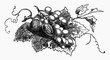 walnuts and grapes on vine leaf (illustration)