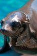 sea lion