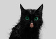 Licking black cat