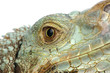 iguana head iguana head