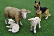 Foto: Schaf und Kalb Kälber mit Schäferhund Schaf und Kalb Kälber mit Schäferhund