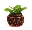 Fern