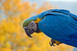 colorful macaw