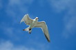Bird fliying