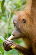 Affe verspeist genüsslich Banane