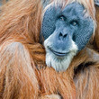 old orang utan