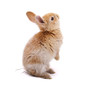 bunny is looking around #2