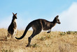 Kangaroo