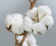 cotton