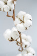 cotton
