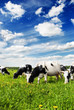 cow on farm