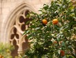 Orangen