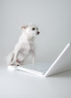 Dog surfs the net