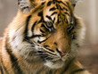 Tiger Nahaufnahme