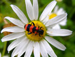 bug on chamomile