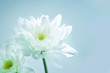 Chrysanthemum