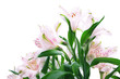 Alstroemeria flowers