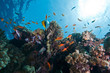 coral and fish