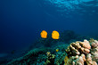 Masked butterflyfish